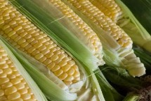 隆粟727玉米栽培技术要点，夏播生育期106天