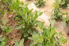 5月份种的花生什么时候成熟，可以种植但并非适期