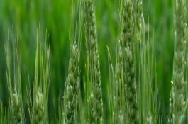 青麦6号(原代号莱农0301)小麦栽培技术要点，适宜基本苗每亩15万
