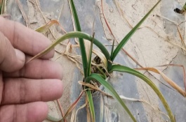 蒜苗叶子发红是什么原因，连年重茬或播种时间不当均会导致