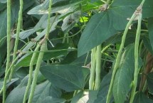 豆角枯萎病有哪些症状，喷洒辣椒水可以驱赶蚜虫