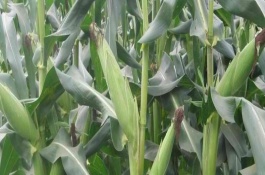 金研919玉米栽培技术要点，防治玉米螟虫