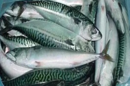 青花鱼是不是海鱼，二者是不同的两种鱼