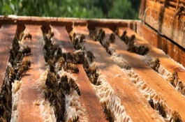 什么时候蜜蜂繁殖速度快，了解蜜蜂的生活习性是前提