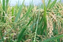 甬优4919水稻栽培技术要点，5月上中旬播种