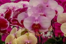 蝴蝶兰养殖注意事项，生长适温为18-28℃