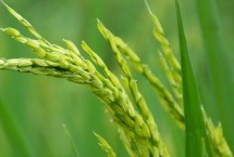 傣家小软谷水稻栽培技术要点，把握好播种移栽时间