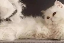 猫咪掉毛严重是什么原因，可以给猫咪吃化毛膏
