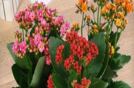 长寿花施肥技巧，可能是光照不足或施肥过少等