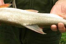 钓红尾最佳打窝料，最好用的就是荤饵