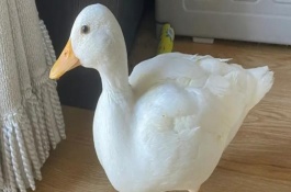 宠物鸭柯尔鸭多少一只，繁殖能力低且外型可爱