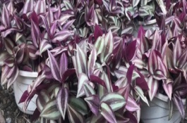 吊竹梅叶子发蔫怎么办，可能是白粉虱和蚜虫