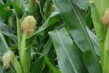 荣玉甜6号玉米栽培技术要点，适宜播种期3月上旬至7月上旬