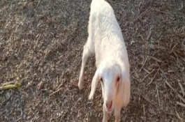 怎样正确喂小羊牛奶量，比其它家畜的适应性要强