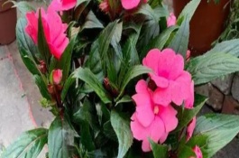 重瓣凤仙花是多年生吗，每隔一个月施一次稀薄的肥水