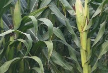 HF668玉米栽培技术要点，基肥应每亩施35千克