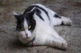 天气超过30度猫会中暑吗，可通过地面的温度来调节体温