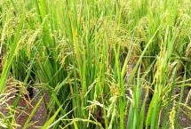 为什么选择再生稻，种一茬能收获两回的水稻