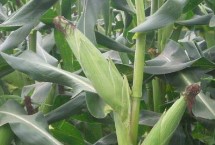 MC786玉米栽培技术要点，MC786玉米种简介