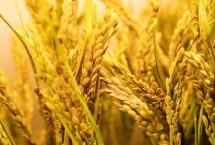 绥粳108水稻栽培技术要点，该品种主茎12片叶