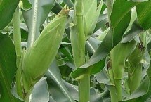 湘农甜玉4号玉米栽培技术要点，中抗茎腐病