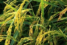 秾谷优533水稻栽培技术要点，肥力偏低田块适当增加密度