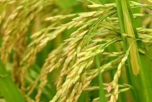 徽科粳K78水稻栽培技术要点，全生育期138.5天