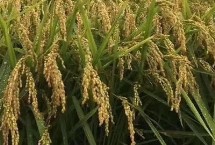 旱两优8208水稻栽培技术要点，尤其秧田期注意防治稻飞虱