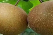 砂梨是什么，我国培育的品种有西子绿和翠冠