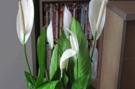 白掌叶子蔫了怎么办，生长期间应经常保持盆土湿润