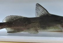 江团作钓饵料选用，是底栖性鱼类