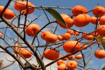 柿子冬天可以在树上吗，留一些作为鸟儿的越冬食物