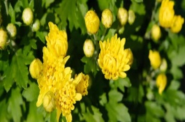 菊花第二年还能活吗，基本单位是细胞