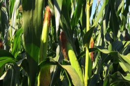 德力888玉米栽培技术要点，适宜播期4月中下旬至5月上旬