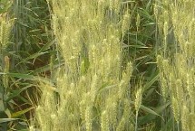 菏麦28小麦栽培技术要点，每亩基本苗10万左右