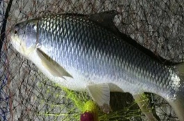 鲮鱼简介，属于杂食性动物、鱼苗以浮游动物为食