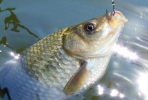 钓点，掌握这5点就能“爆护”