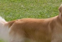 金毛犬可以活多久，寿命一般为12-15年左右