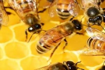 什么是土蜂蜜，价格太低的蜂蜜不能买