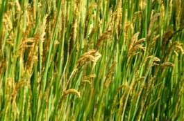 金18S水稻品种基本信息，8月1日播种