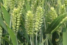 济麦60小麦栽培技术要点，全生育期238.5天