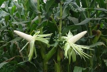 5GK392玉米栽培技术要点，密度4000株/亩左右