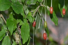 木半夏的简介，植物类型、叶片、花朵等方面均不同