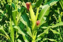 青玉519玉米栽培技术要点，在适应区春季4月中旬前后播种