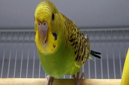 教鹦鹉说话需注意的事项，首先保证训练环境是安静的