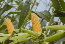 中邦6号玉米栽培技术要点，中等肥力以上地块栽培