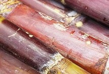 优质甘蔗如何挑选，可能是发霉变质了不能食用