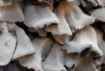 木耳的挑选方法，二者各有特点