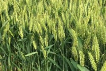 爱民蓝麦1号小麦栽培技术要点，适宜播期10月8～15日