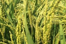 华两优2885水稻栽培技术要点，鄂北4月中下旬播种